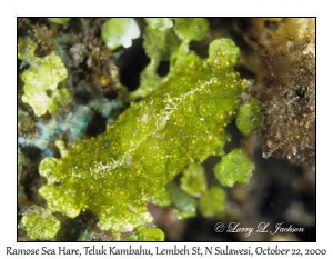 Ramose Sea Hare