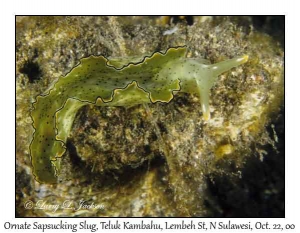 Ornate Sapsucking Slug