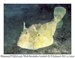 Strapweed Filefish pair