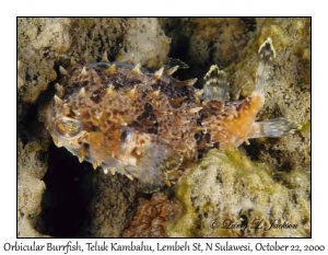 Orbicular Burrfish