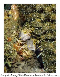 Snowflake Moray