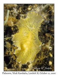 Flatworm