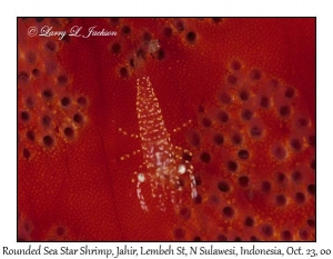 Rounded Sea Star Shrimp