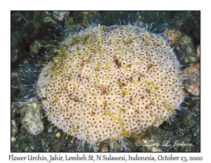 Flower Urchin