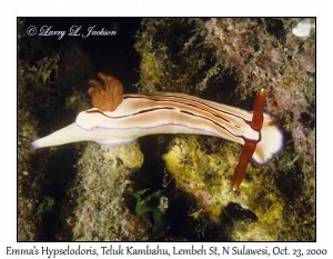 Emma's Hypselodoris