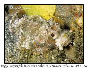 Raggy Scorpionfish