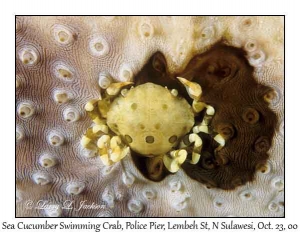 Sea Cucumber Swimming Crab