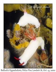 Bullock's Hypselodoris