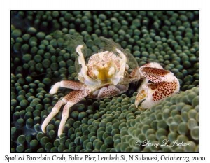 Spotted Porcelain Crab