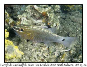 Hartzfeld's Cardinalfish