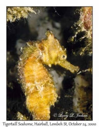 Tigertail Seahorse