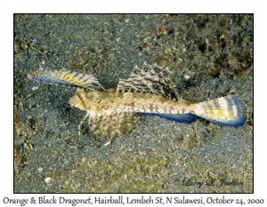 Orange & Black Dragonet