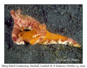 Many-lobed Ceratosoma & Emperor Shrimp