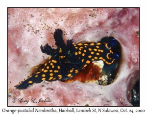 Orange-pustuled Nembrotha