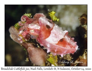 Broadclub Cuttlefish juvenile