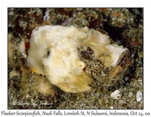 Flasher Scorpionfish