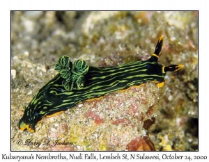 Kubaryana's Nembrotha