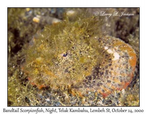 Bandtail Scorpionfish @ night