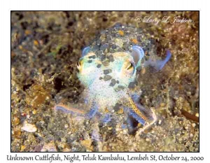 Unknown Cuttlefish @ night