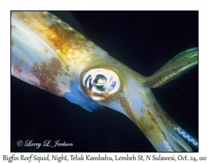 Bigfin Reef Squid @ night