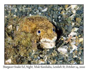 Stargazer Snake Eel @ night