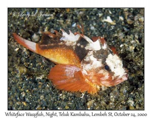 Whiteface Waspfish @ night