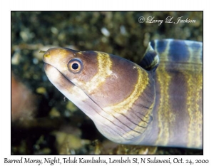 Barred Moray @ night