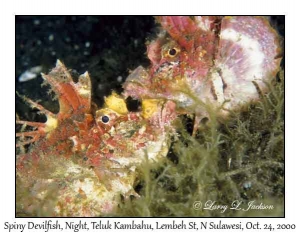 Spiny Devilfish @ night