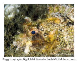 Raggy Scorpionfish @ night