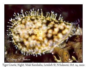 Tiger Cowrie @ night