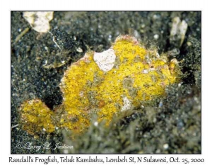 Randall's Frogfish