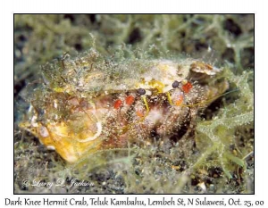Dark Knee Hermit Crab