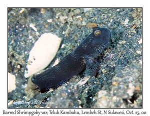 Barred Shrimpgoby variation