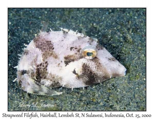 Strapweed Filefish