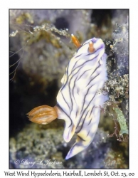 West Wind Hypselodoris