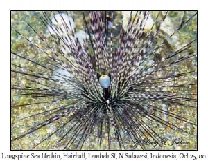 Longspine Sea Urchin