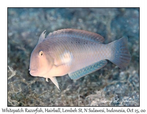 Whitepatch Razorfish