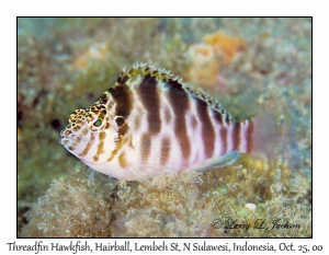 Threadfin Hawkfish