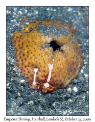 Emperor Shrimp on Sea Cucumber