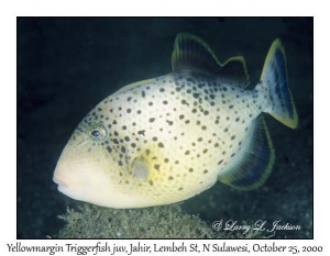 Yellowmargin Triggerfish juvenile