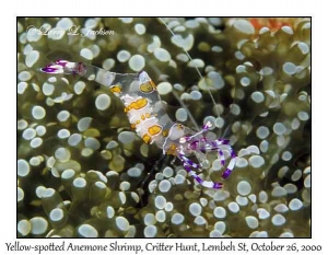 Yellow-spotted Anemone Shrimp