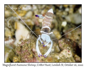 Magnificent Anemone Shrimp