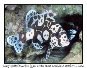 Many-spotted Sweetlips, large juvenile