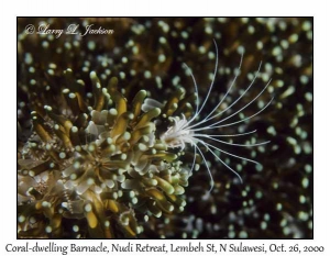 Coral-dwelling Barnacle