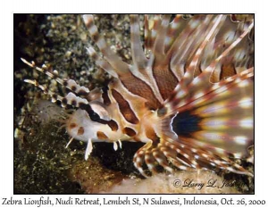 Zebra Lionfish