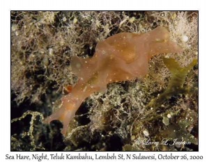 Sea Hare @ night