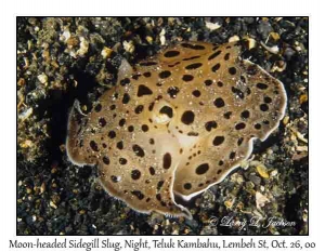 Moon-headed Sidegill Slug @ night