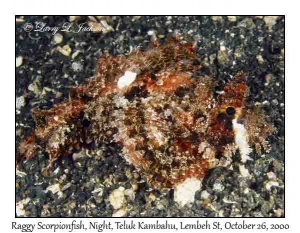 Raggy Scorpionfish @ night