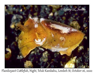 Flamboyant Cuttlefish @ night