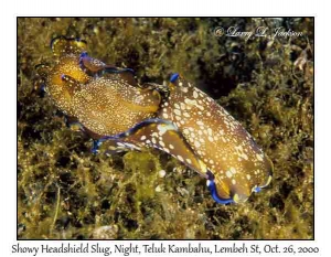 Showy Headshield Slug @ night